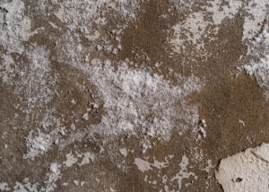 Salpêtre sur mur de cave causé par l’humidité