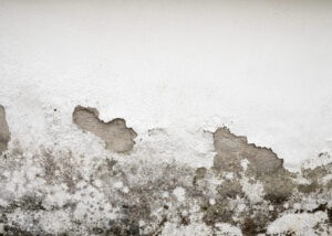 Mur de cave dégradé par l’humidité et moisissures