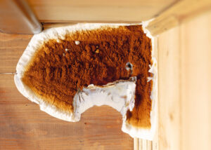 Développement de mérule sur bois en cave