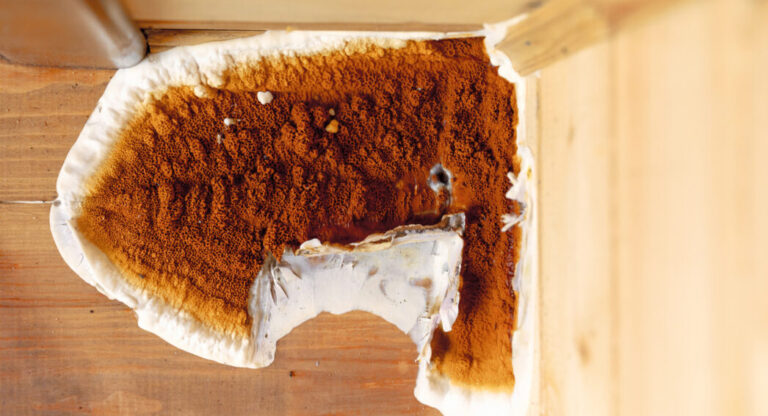 Développement de mérule sur bois en cave