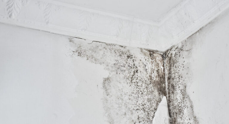 moisissure au plafond dans un angle de pièce liée à un problème d’humidité