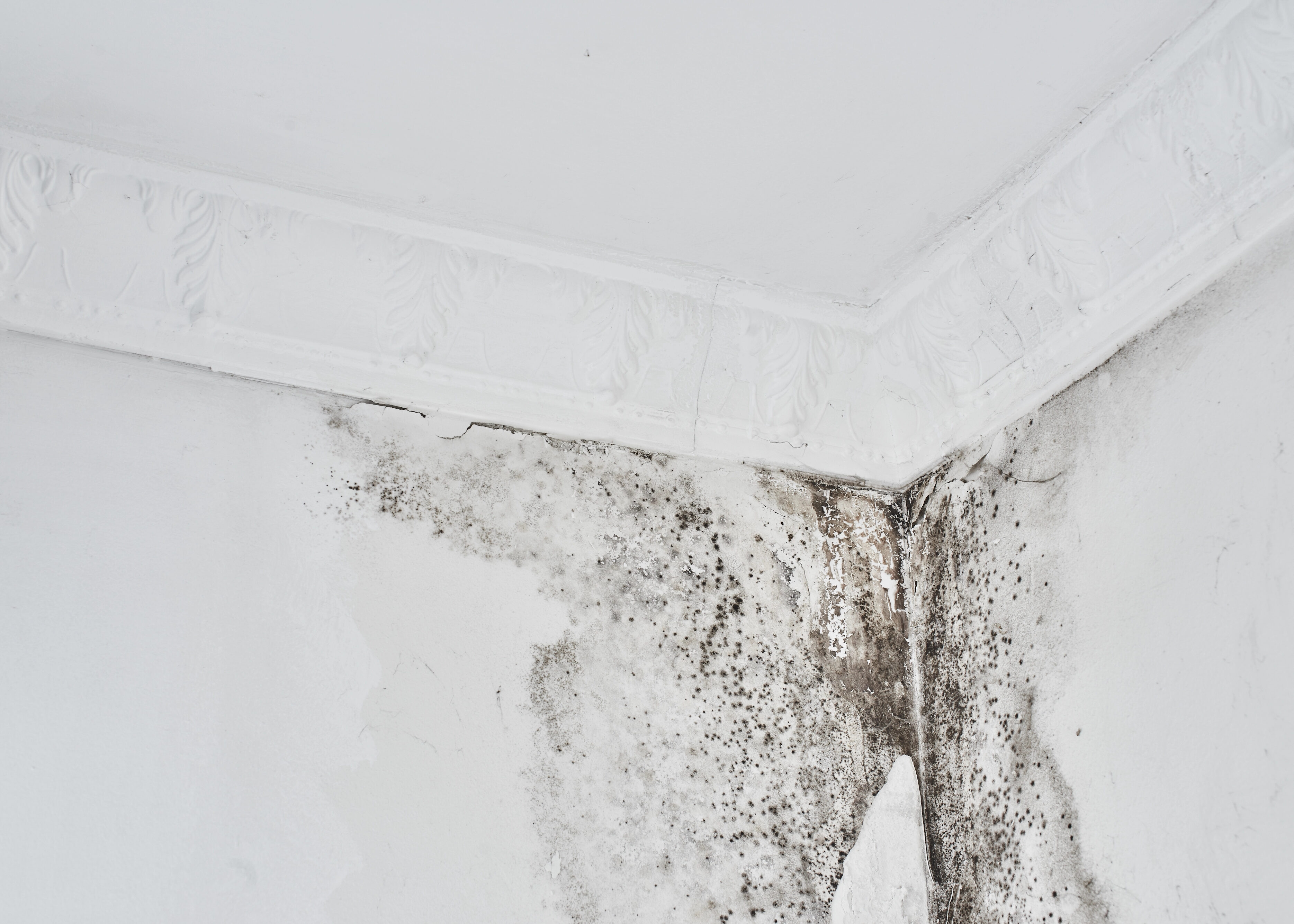 moisissure au plafond dans un angle de pièce liée à un problème d’humidité