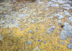 Moisissure jaune sur mur ou plafond causée par l’humidité, nécessitant un traitement professionnel