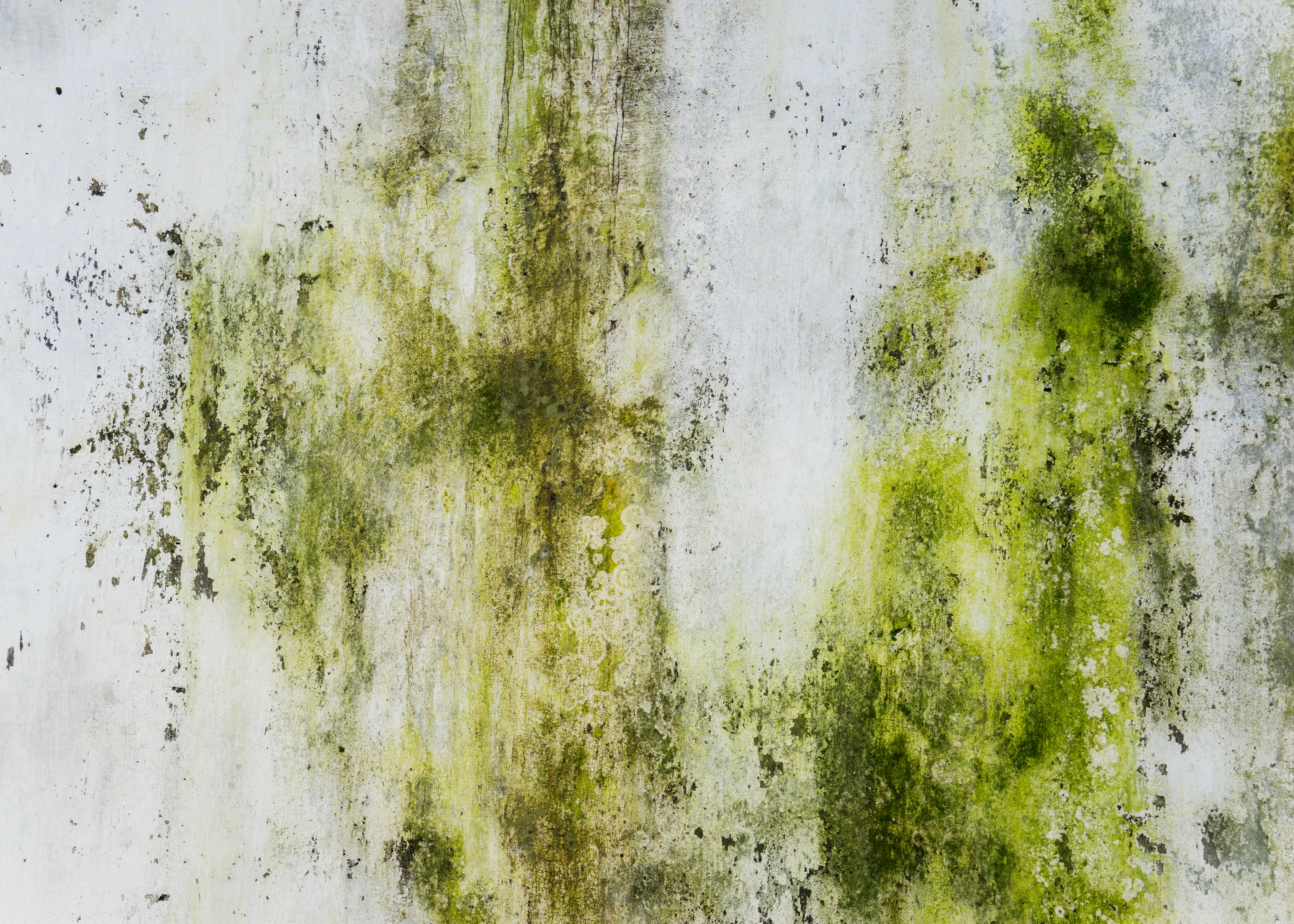 Taches de moisissure verte dues à un excès d’humidité dans la maison