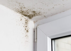Taches de moisissure noire sur plafond dues à l’humidité