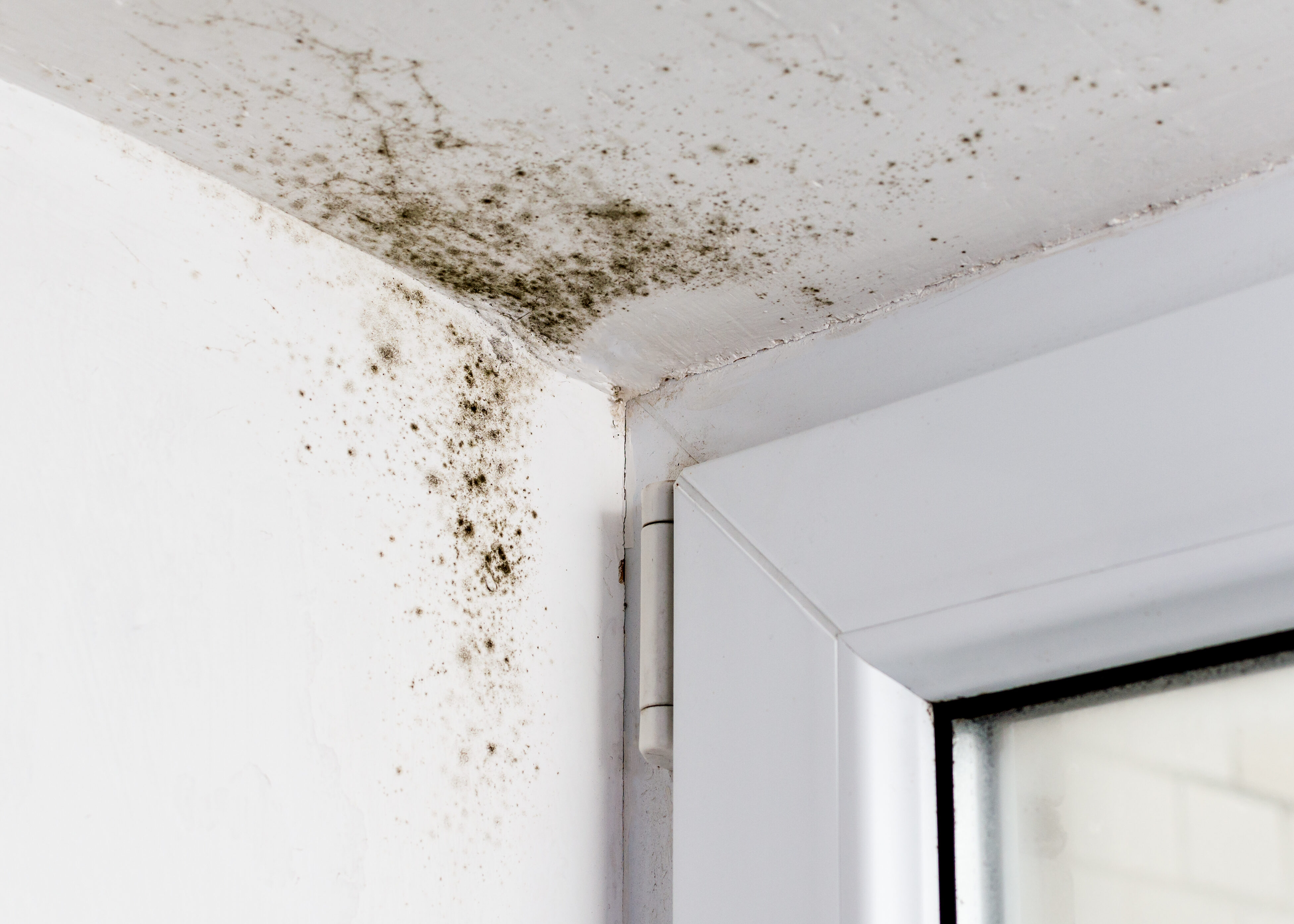 Taches de moisissure noire sur plafond dues à l’humidité
