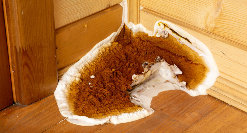 Bois contaminé par la mérule