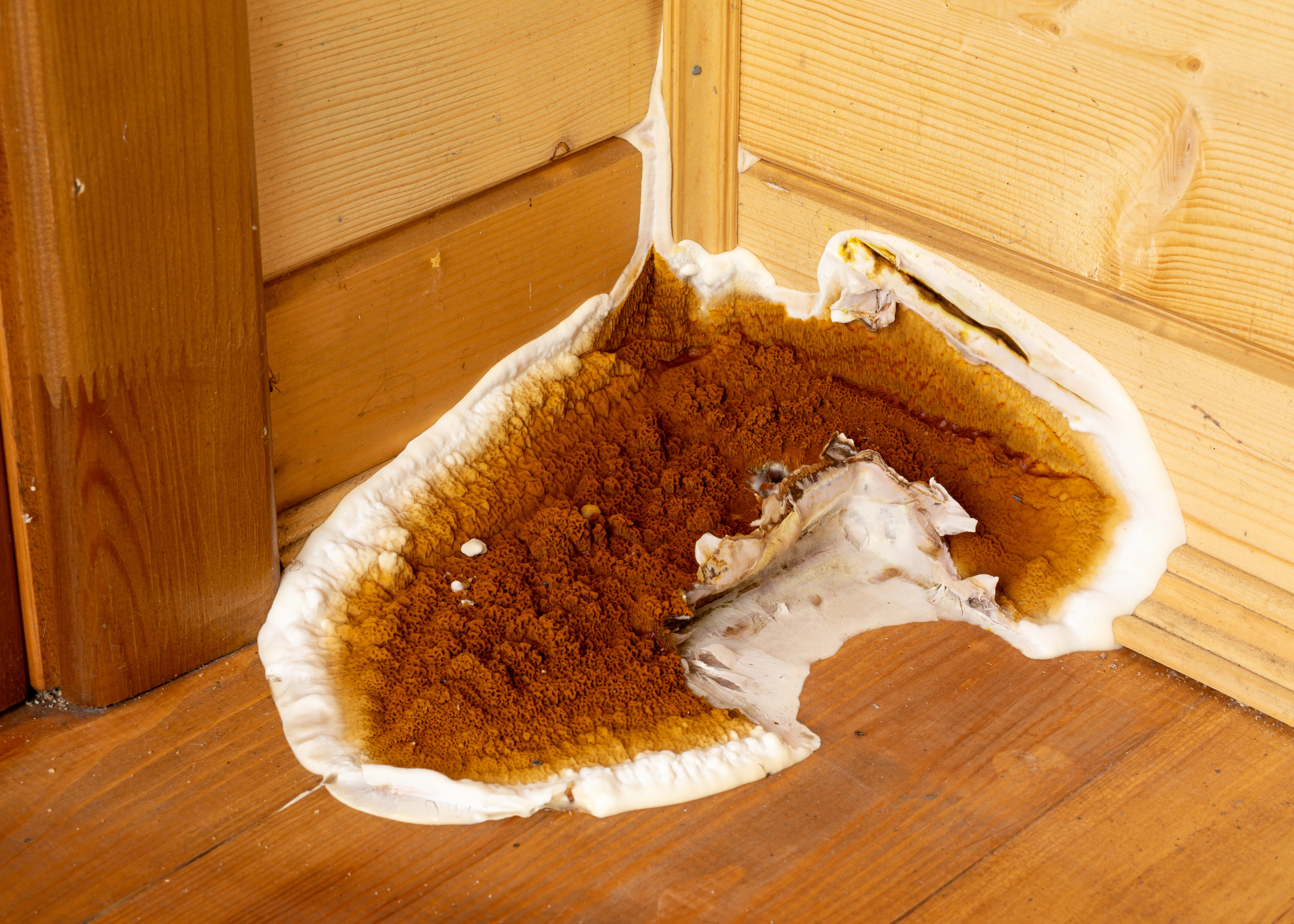 Champignon mérule destructeur dans angles de mur humide