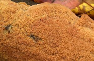 La mérule : dangers, causes et traitements de ce champignon ravageur des maisons