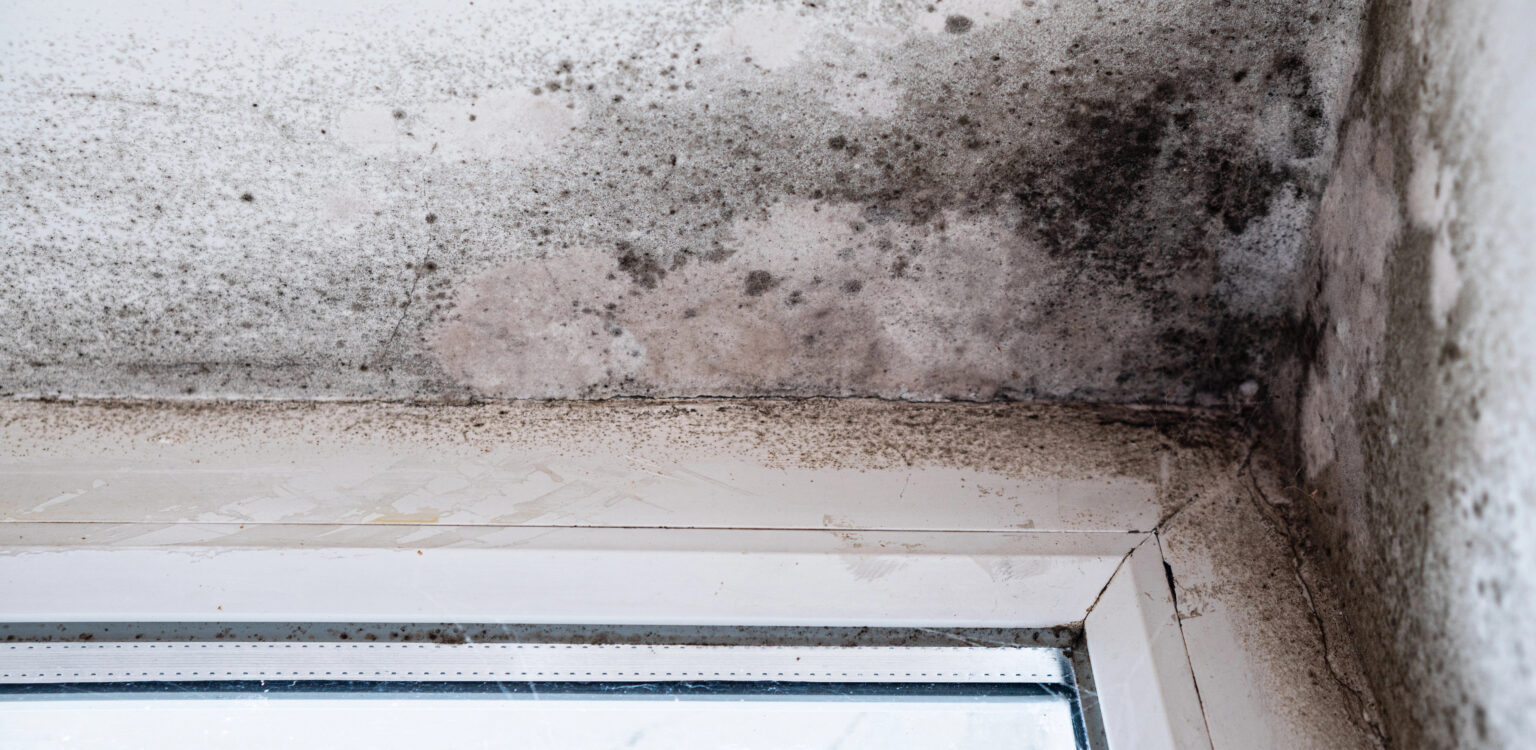 Dégradation par humidité avec moisissure noire dans le coin plafond-mur près de la fenêtre