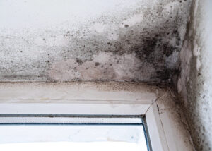 Dégradation par humidité avec moisissure noire dans le coin plafond-mur près de la fenêtre