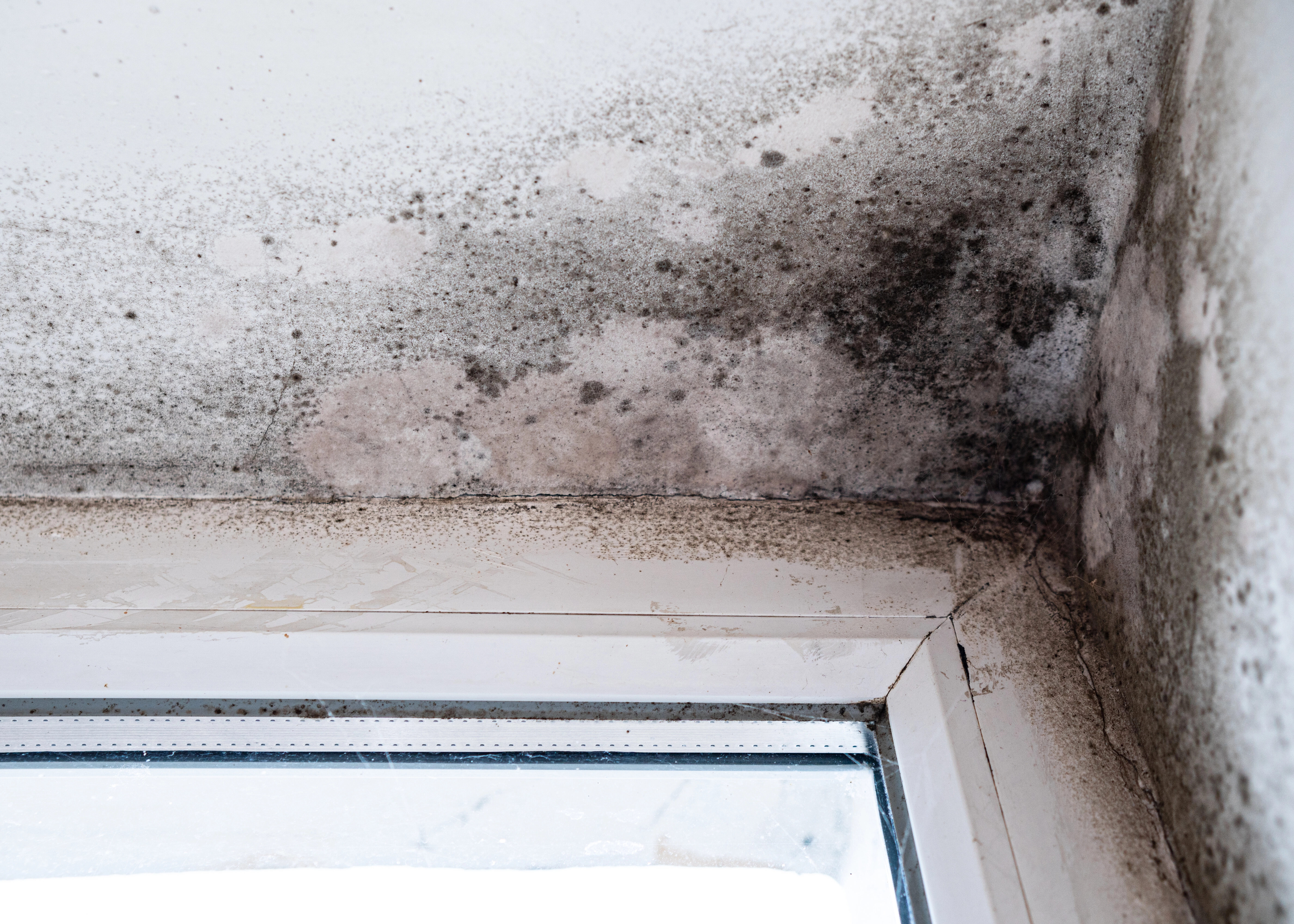 Dégradation par humidité avec moisissure noire dans le coin plafond-mur près de la fenêtre