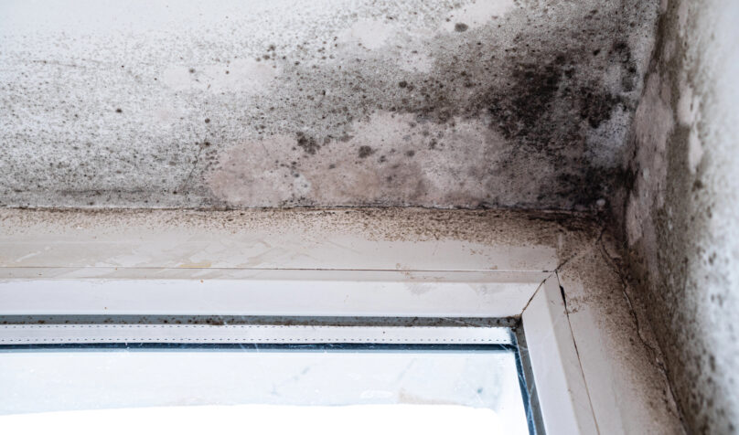 Dégradation par humidité avec moisissure noire dans le coin plafond-mur près de la fenêtre