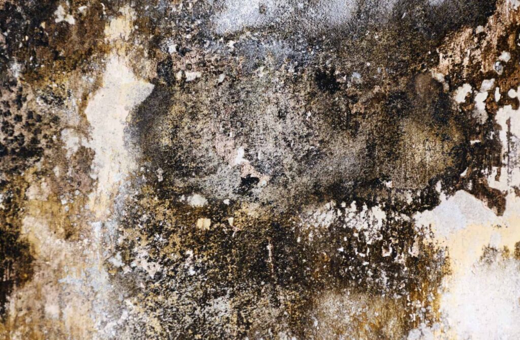 Schimmel op de muren van uw woning: let op het vocht in de ruimtes en in de muurconstructie!