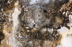 Moisissure sur les murs de la maison : attention à l’humidité présente dans les pièces et les parois murales !