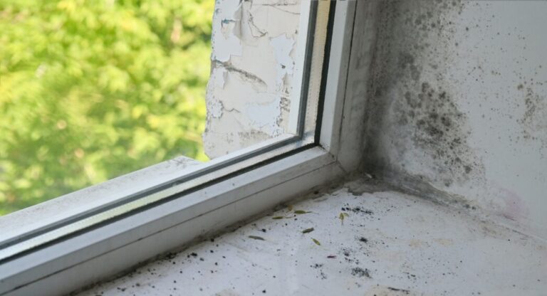 Dégradation par humidité avec moisissure noire dans le coin plafond-mur près de la fenêtre