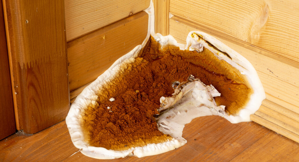 Traitement mérule : stoppez la propagation avant qu’elle n’abîme votre structure
