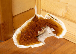 Bois contaminé par la mérule