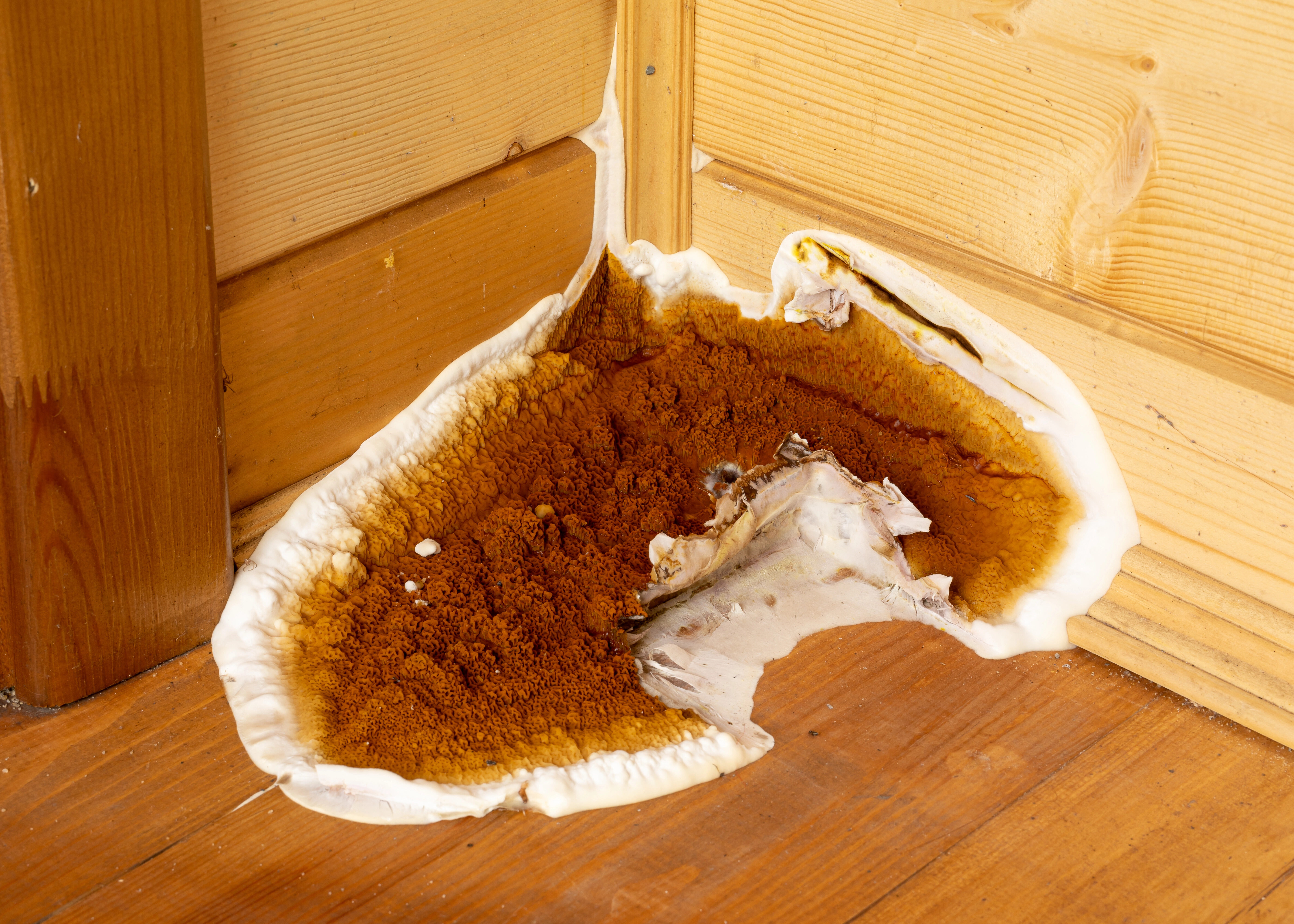 Bois contaminé par la mérule