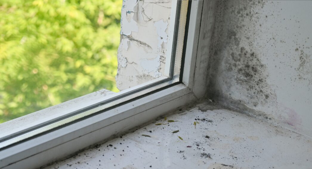 Dégradation par humidité avec moisissure noire dans le coin plafond-mur près de la fenêtre