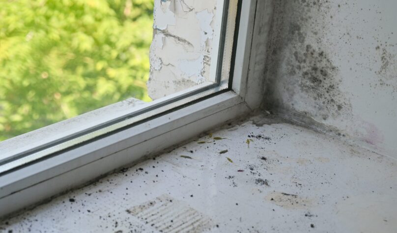 Dégradation par humidité avec moisissure noire dans le coin plafond-mur près de la fenêtre